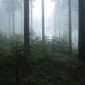 Tajemný les v mlze. Pod Bišovkou.